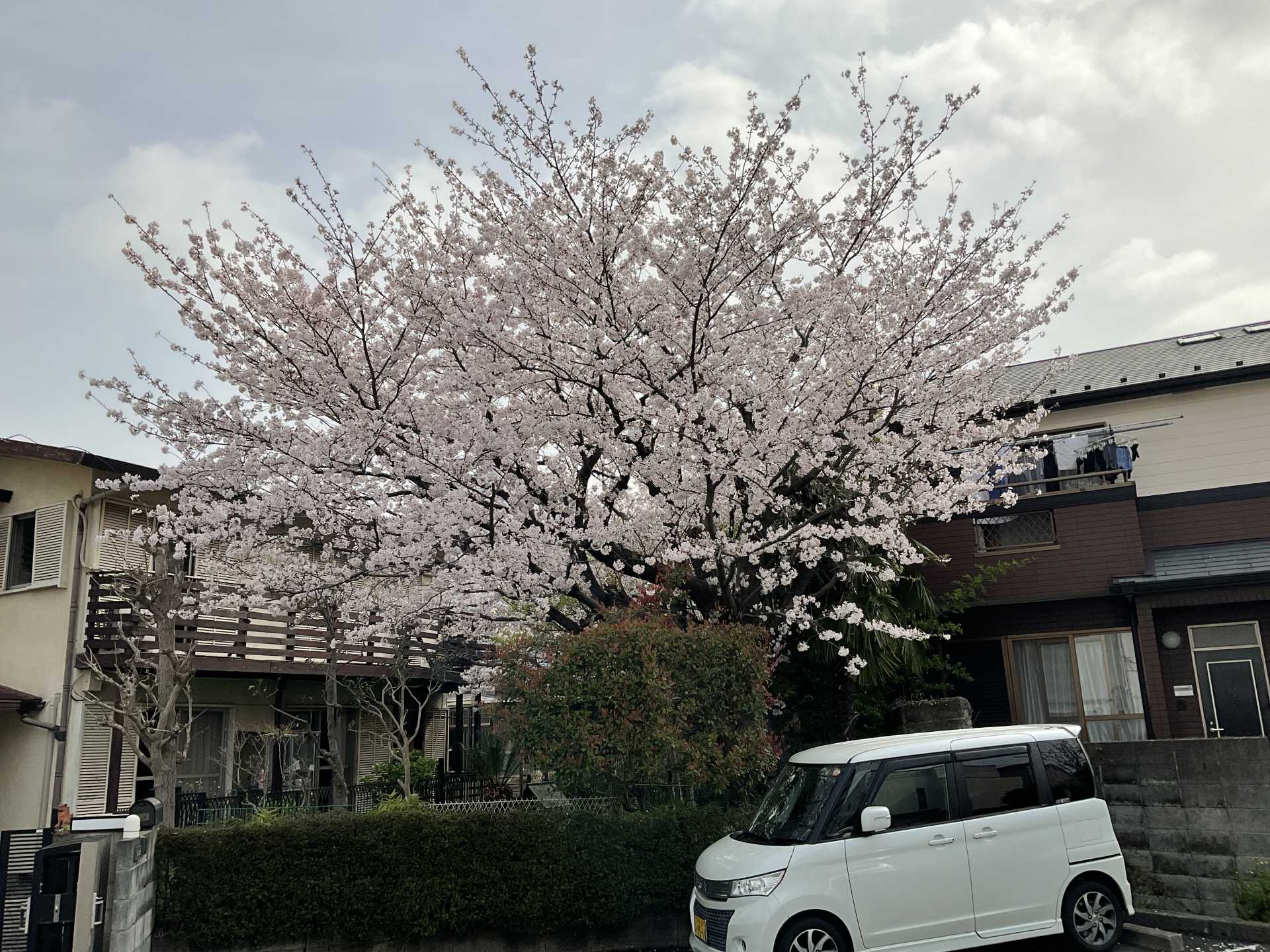 桜を眺めながら・・・