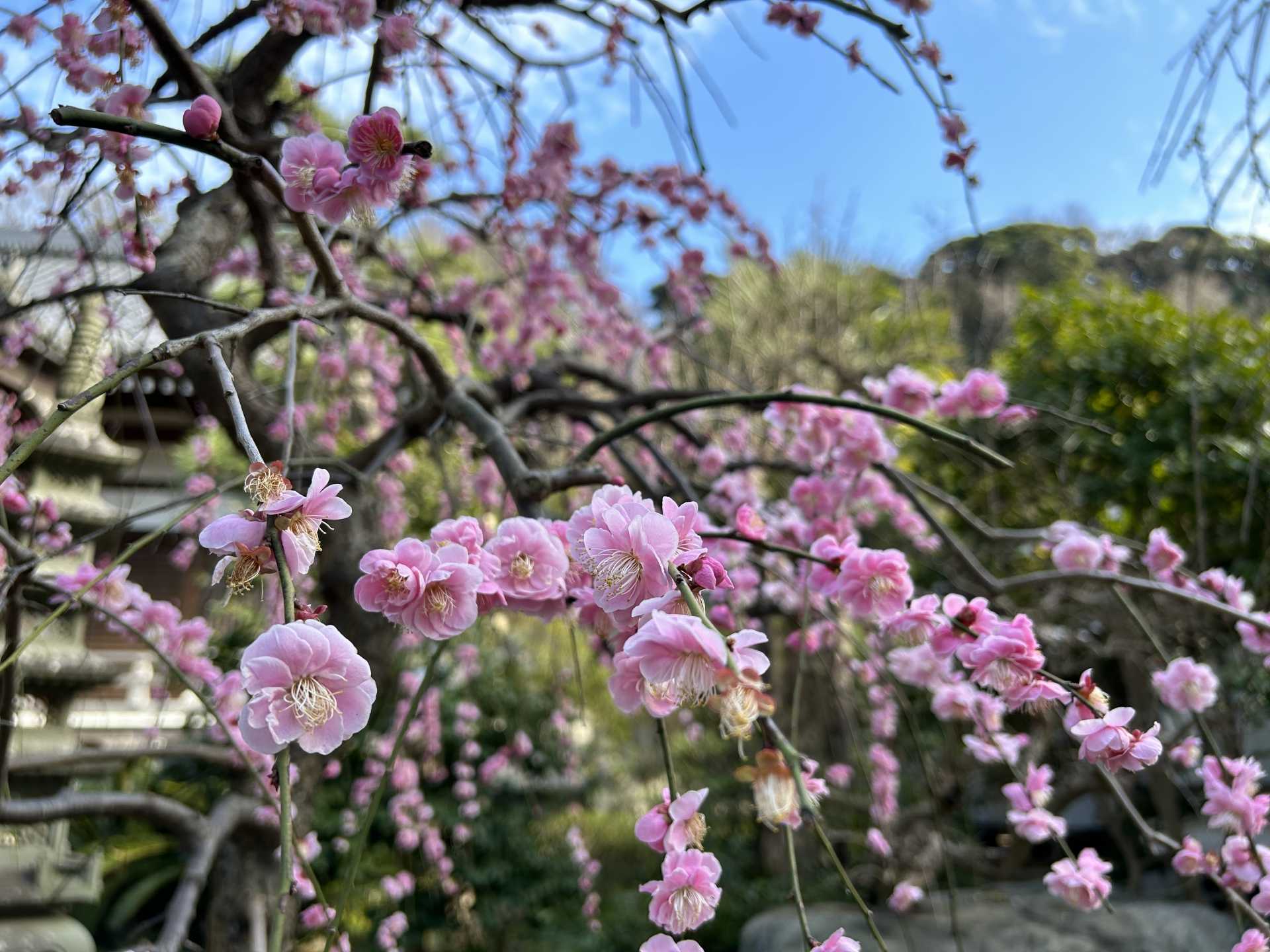 梅の季節となりました