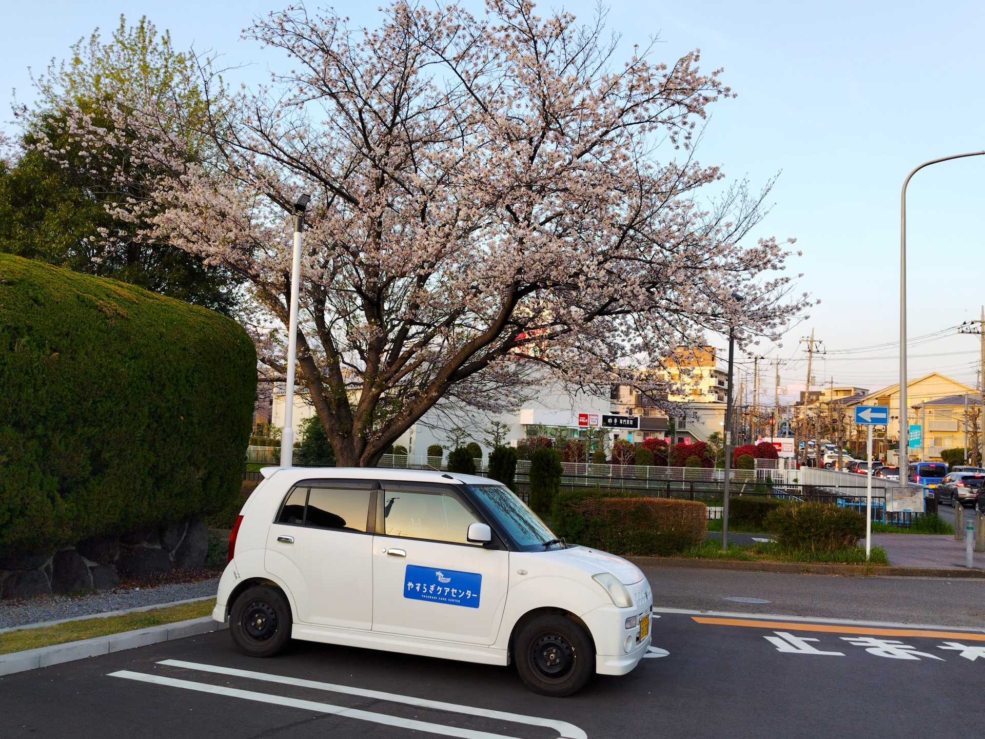 春限定！送迎車からお花見